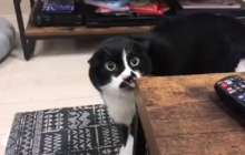 О, тоба: мысық грузин әнін үйреніп алыпты