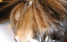 Алматы облысында бағалы терінің аса ірі партиясы тәркіленді