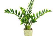 Бөлме гүлдеріне арналған 7 тыңайтқыш