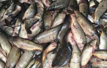 Бес күнде Жайық өзенінен үш тоннадан аса өлі балық жиналды