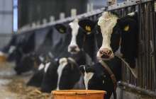 Мал қорадағы масқараны көрген президент облыс шенділерін қызметінен қуды