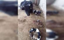 Жаңақорғанда сиыр үш бұзау туды