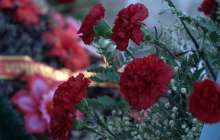 Белгілі ғалым қайтыс болды