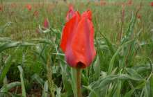 Түркістан облысында "қызғалдақ жұлған" сегіз азаматтың үстінен қылмыстық іс қозғалды