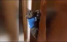 Ашшы есікті! - мысыққа "тіл үйретіп" еді, далаға шығар деп жалынды – күлкілі видео