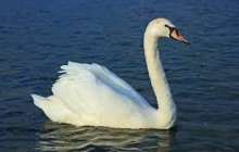 Етістіктің шақтары - Бастауыш сынып - Bilim