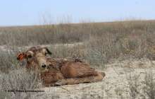 Қазақстанның екі облысында киіктерді қырып тастағандар ұсталды