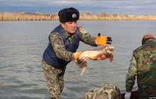 Жайық өзенінен екі күнде жарты тонна өлі балық жинаған