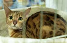 Мысық жарты сағат кір жуғыш машинада жуылса да, аман қалды