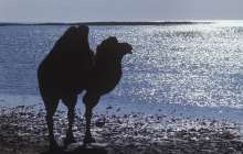 Түйені көлікпен қуған полицейлер жұрттың күлкісіне қалды – видео