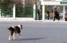 Қаңғыбас иттерді жойып жатыр | КТК