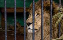 Арыстан өзін сипамақ болған туристің қолын тістеп жұлып ала жаздады – қорқынышты видео