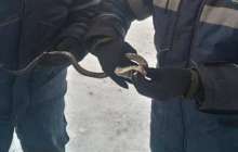 Қарағандыда пәтерден шыққан жылан елді шошытты