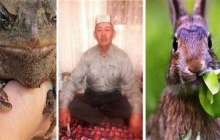 Түркістан облысынан шыққан емші адамдарды қоянның қанымен емдеп жүр