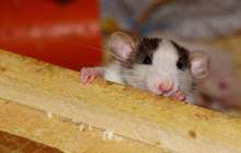 жалғызбасты әйелдің үйінен 30 тонна қоқыс шығарылды