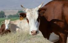 Қазақстаннан мал шығаруға тыйым салынуы мүмкін