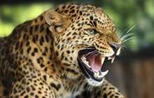 Шөлейт және шөл зоналары слайд, презентация - География