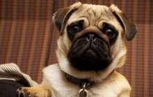 Салық орнына тәркіленген ит үшін қожайыны сотқа жүгінді