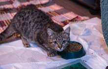 Мысық қыздың көз жасын сүртеді – видеоны жарты миллионнан аса адам көрді