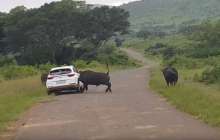 Буйвол туристердің көлігіне тап беріп, оны мүйізімен көтерді – видео