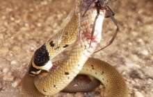 ​Өрмекші ең улы жыланды жеңген