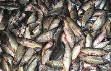 Жайық өзенін өлі балықтардан тазарта бастады