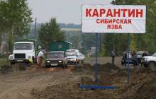 сібір жарасының қайдан шыққаны белгілі болды