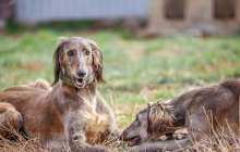 Тазы мен төбетке жойылу қаупі төніп тұр