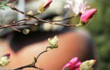 Ауа райы болжамы: 11 - 13 сәуірде күн жылы болады