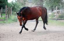 Маңғыстау облысында ат тепкен балаға ота жасалмақ