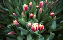 8 наурызды тойламайтын елдер