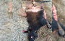 БҚО-да қырықтан астам қойды қасқыр қырып кетті