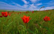 Әлемдік өркениетке қосқан үлес