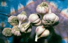 Ғалымдар сарымсақтың пайдасы туралы айтты