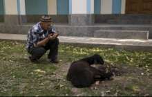 Қой сою тәртібі