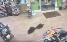 Құндыздар азық-түлік дүкенінде бейнебақылауға түсіп қалды