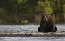 Аю зираттан марқұмның денесін ұрлап кетті