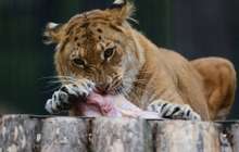 Ер адам әлемдегі "ең үлкен мысықпен" серуендеп жүр