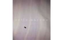 «Ақтөбе-Алматы» бағытындағы пойызда төсектен зиянкестер табылған