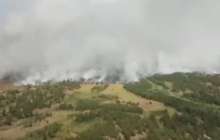 Қарағанды облысындағы қорықта тілсіз жау орманды жалмап барады