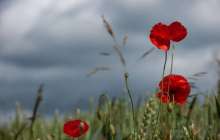 Бәйдібек ауданында анасын іздеуге шыққан қыз жоғалды