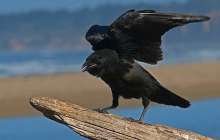 қалада қарғалар адамдарға шабуыл жасауда