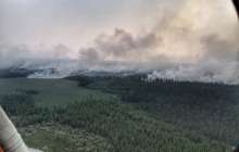 Сібір орманындағы өрттен 13 мыңдай аң зардап шеккен