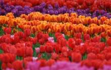 Түркістан абат баққа айналмақ