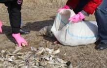 Батыс Қазақстанда үш тонна балық "оттегі тапшылығынан" қырылған