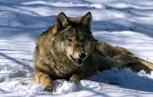 Қостанай облысында 11 жастағы баланы қасқыр талап тастады