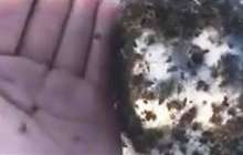 Шол шетінде құжынаған өрмекшілер жұрттың жағасын ұстатты