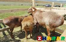 Мал сойғаны туралы хабарламағаны үшін айыппұл салынуы мүмкін