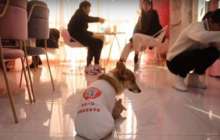 Дәмханада иттер даяшы болып жүр