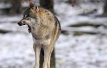 Қостанай облысында әйел мен балаға қасқыр тап берді